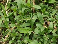 ova Gussonea-Saponaria sicula officinalis 20110529 154